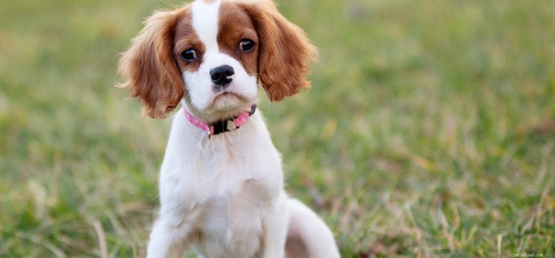 Do Dogs Experience Fear? Understanding Their Emotions