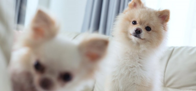 Do Dogs Detect Human Goodness?