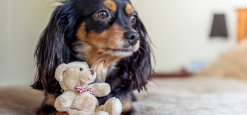 Do Dogs Experience Fear? Understanding Their Emotions