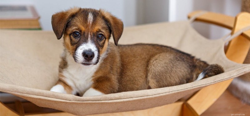 Do Dogs Detect Human Goodness?