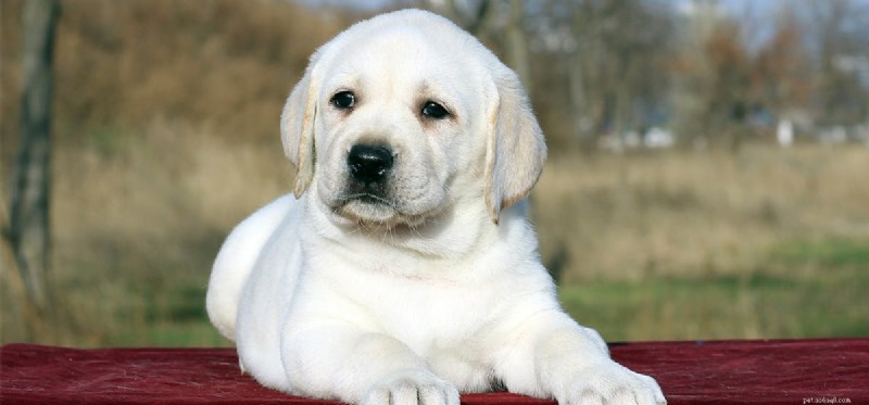 Do Dogs Detect Human Goodness?