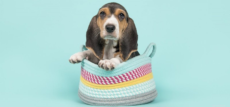 Do Dogs Truly Feel Guilt? Unpacking the Science Behind the  Guilty Dog  Look