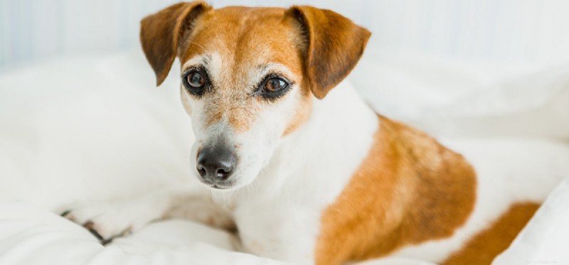 Do Dogs Truly Feel Guilt? Unpacking the Science Behind the  Guilty Dog  Look