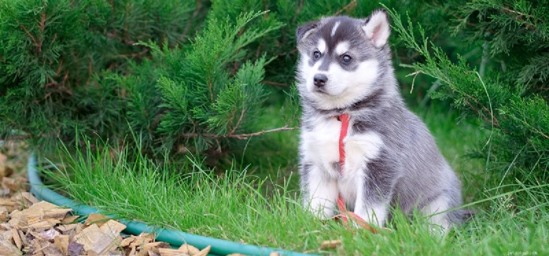 Do Dogs Truly Feel Guilt? Unpacking the Science Behind the  Guilty Dog  Look