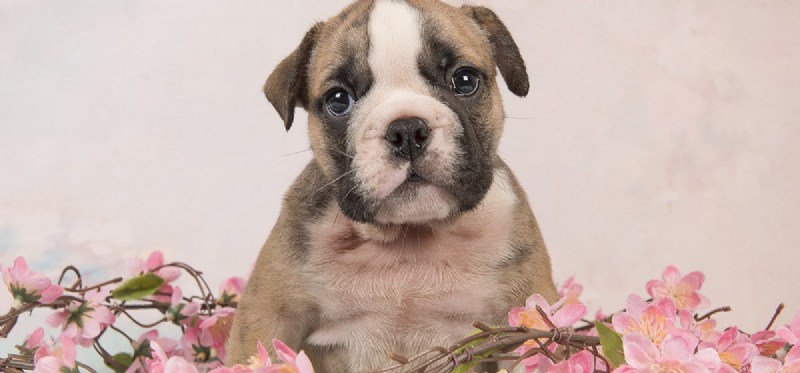 Do Dogs Truly Feel Guilt? Unpacking the Science Behind the  Guilty Dog  Look