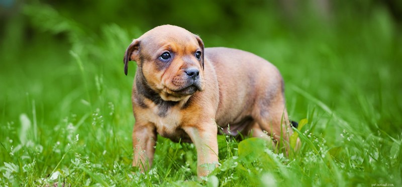 Do Dogs Experience Harassment? Understanding Their Emotional Responses