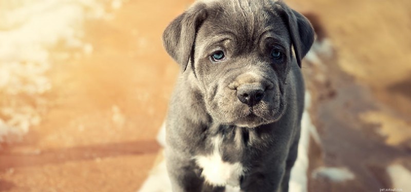 Do Dogs Experience Harassment? Understanding Their Emotional Responses