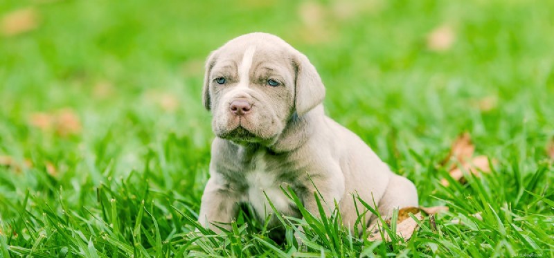 Do Dogs Experience Harassment? Understanding Their Emotional Responses