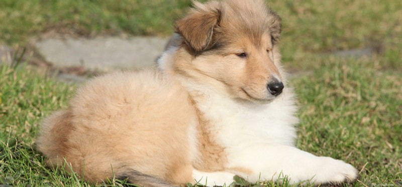 Can Dogs Experience Harmony? Understanding Their Social Balance