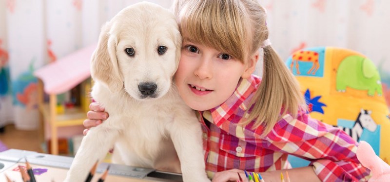 Can Dogs Experience Harmony? Understanding Their Social Balance