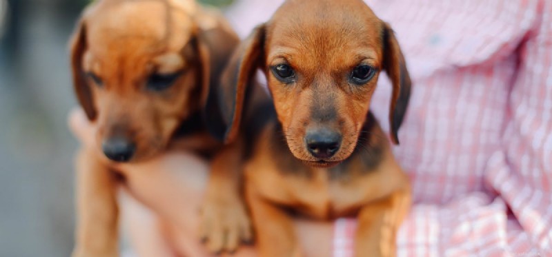 Do Dogs Experience Heartbreak? Understanding Canine Emotional Depth