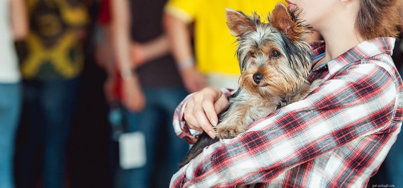 Do Dogs Experience Heartbreak? Understanding Canine Emotional Depth