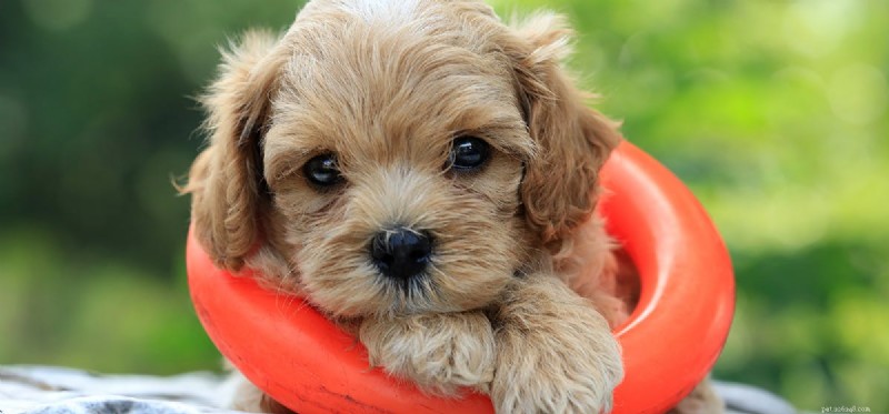 Do Dogs Truly Feel Hope? A Deep Dive into Canine Emotions