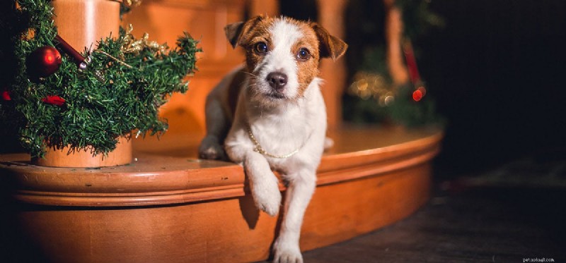 Do Dogs Truly Feel Hope? A Deep Dive into Canine Emotions