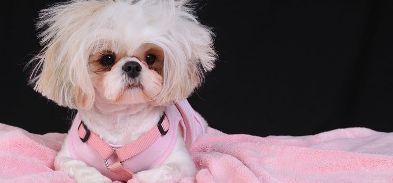 Do Dogs Truly Feel Hope? A Deep Dive into Canine Emotions