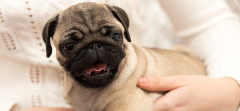 Do Dogs Truly Feel Hope? A Deep Dive into Canine Emotions
