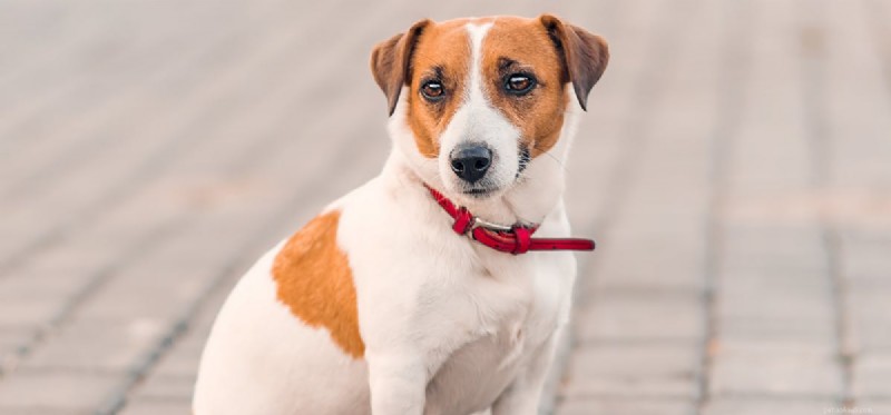 How Hot Pavement Affects Dogs: Protecting Your Pet from Sun Damage