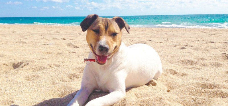 How Hot Pavement Affects Dogs: Protecting Your Pet from Sun Damage