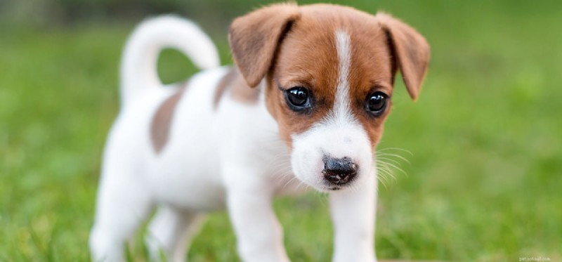 How Hot Pavement Affects Dogs: Protecting Your Pet from Sun Damage