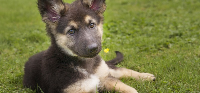 Do Dogs Experience Humiliation? Understanding Canine Emotions