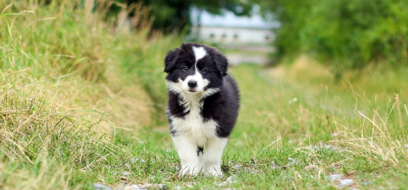 Do Dogs Experience Humiliation? Understanding Canine Emotions