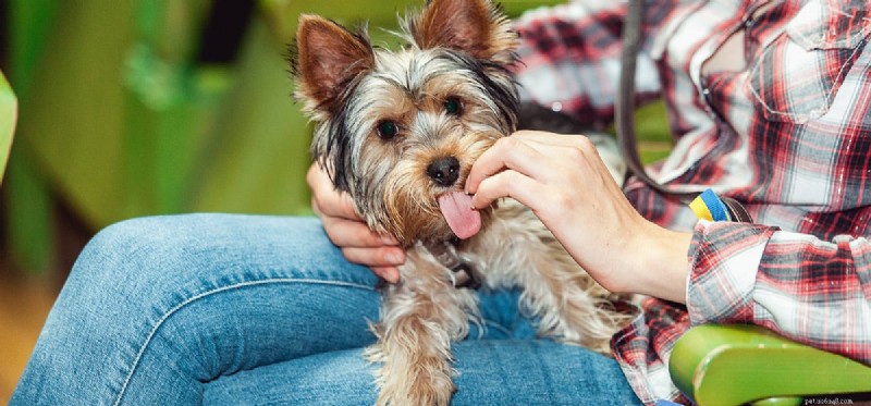 Do Dogs Experience Humiliation? Understanding Canine Emotions