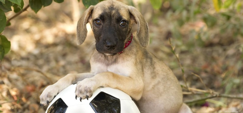 Do Dogs Experience Humiliation? Understanding Canine Emotions