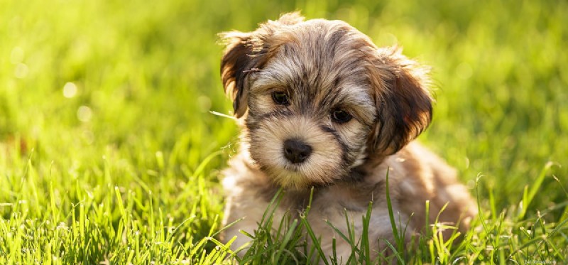 Do Dogs Experience Insecurity? Understanding Your Pup’s Emotional Needs