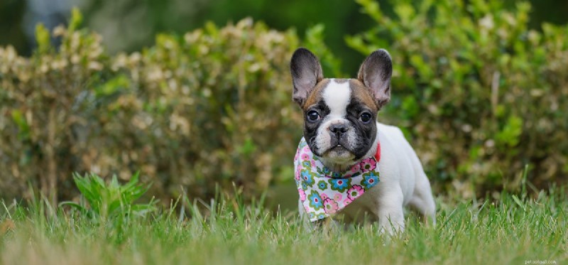 Can Dogs Experience Loneliness? New Research Shows They Can