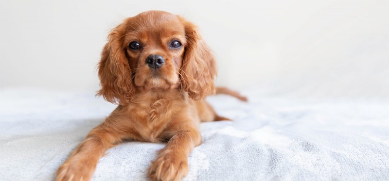 Can Dogs Experience Loneliness? New Research Shows They Can