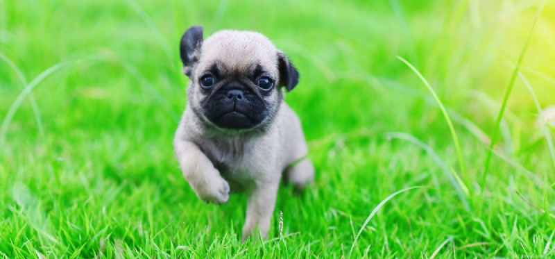 Can Dogs Experience Loneliness? New Research Shows They Can