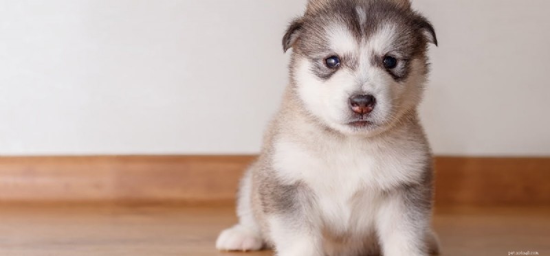 Can Dogs Experience Loneliness? New Research Shows They Can