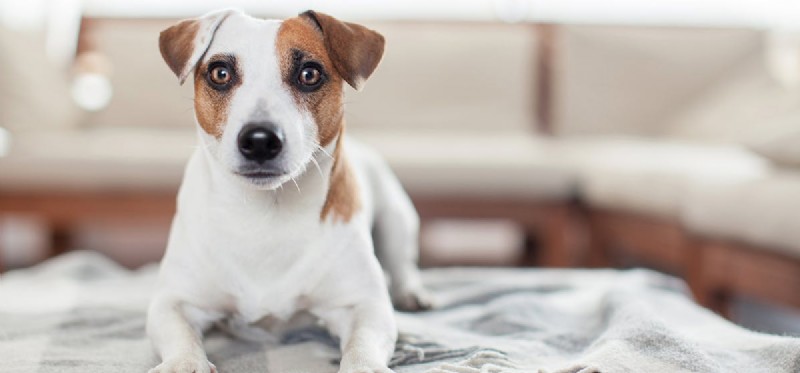 Do Dogs Experience Loneliness? Understanding Their Emotions