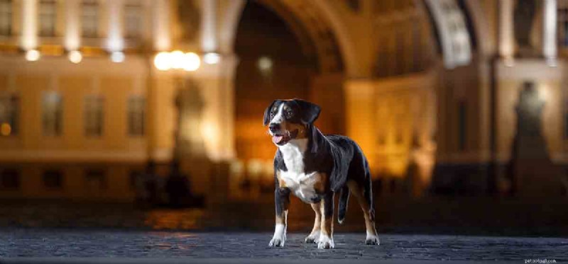 Do Dogs Experience Loneliness? Understanding Their Emotions