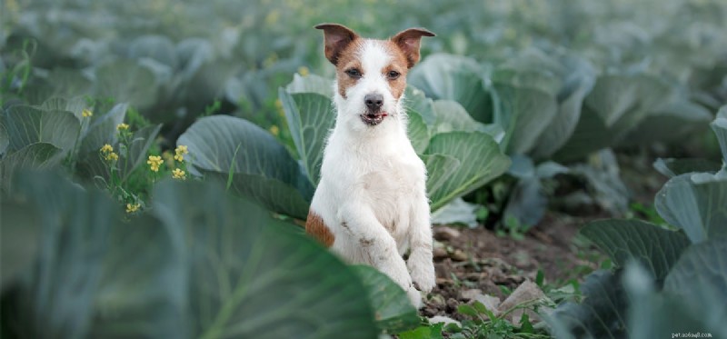 Do Dogs Experience Loneliness? Understanding Their Emotions