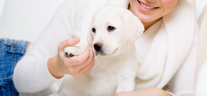 Do Dogs Experience Loneliness? Understanding Their Emotions