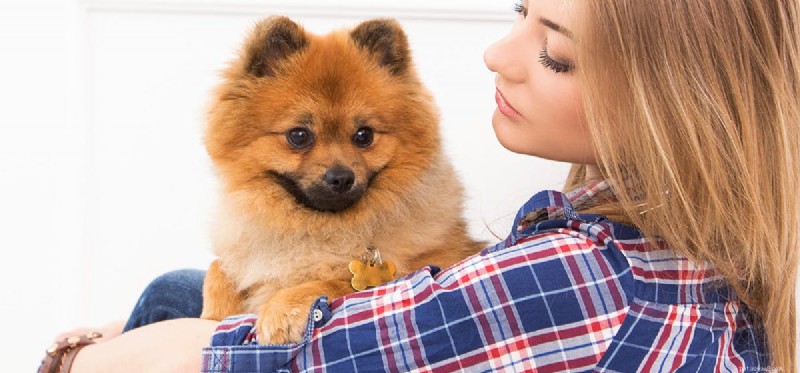 Do Dogs Truly Experience Love? A Scientific Perspective