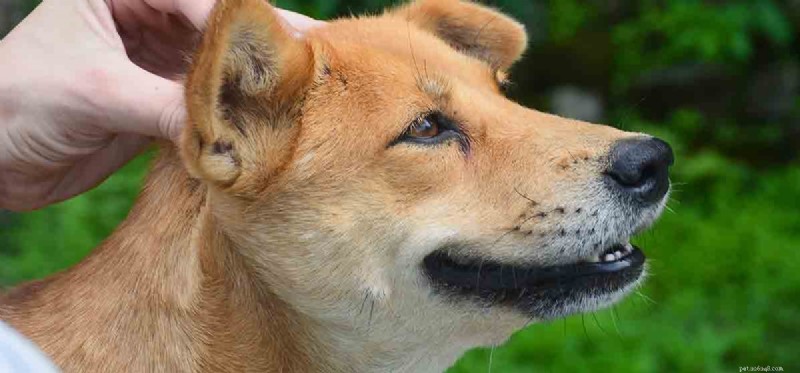 Can Massages Benefit Dogs Like They Do Humans?