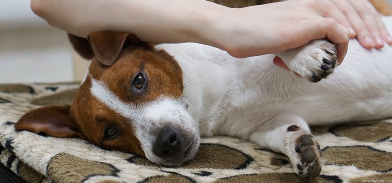 Can Massages Benefit Dogs Like They Do Humans?