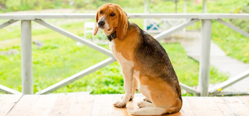 Do Dogs Experience Sadness? Understanding Their Emotional Well-Being