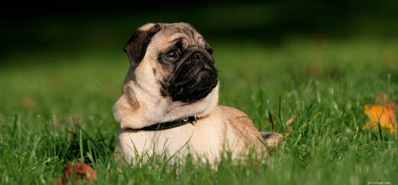 Do Dogs Experience Sadness? Understanding Their Emotional Well-Being