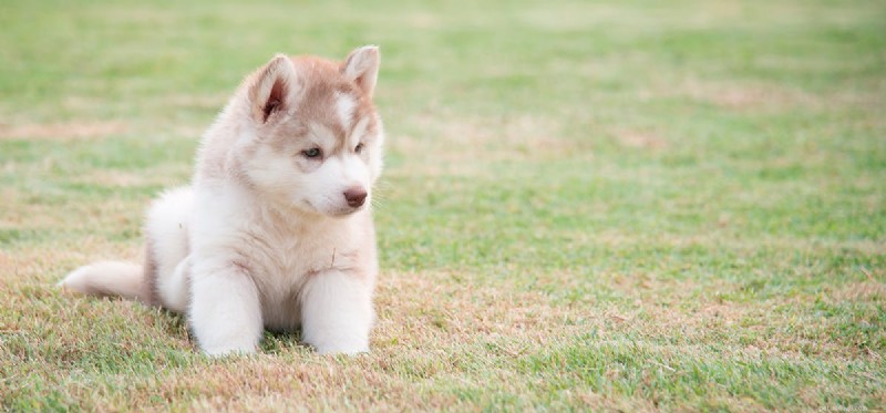 Do Dogs Experience Sadness? Understanding Their Emotional Well-Being