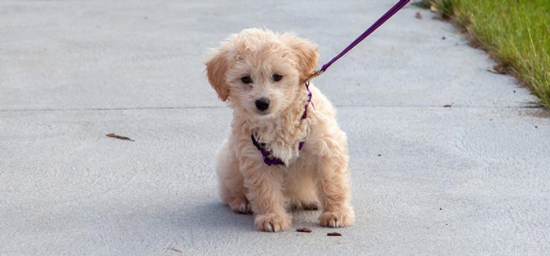Do Dogs Experience Sadness? Understanding Their Emotional Well-Being