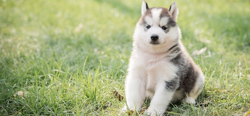 How to Tell if Your Dog Feels Neglected