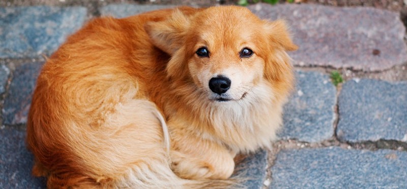 How to Tell if Your Dog Feels Neglected