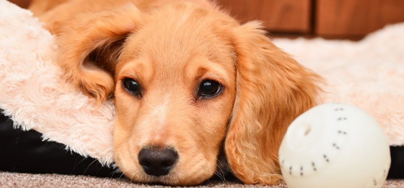 How to Tell if Your Dog Feels Neglected