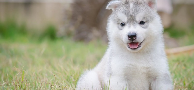 Do Dogs Feel Beautiful? Exploring Canine Perception of Appearance