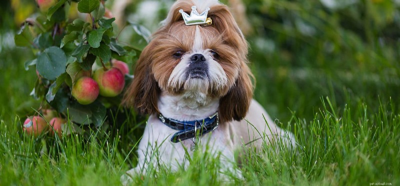 Do Dogs Feel Beautiful? Exploring Canine Perception of Appearance