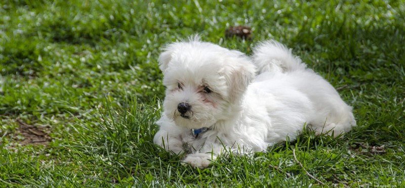 Do Dogs Feel Beautiful? Exploring Canine Perception of Appearance