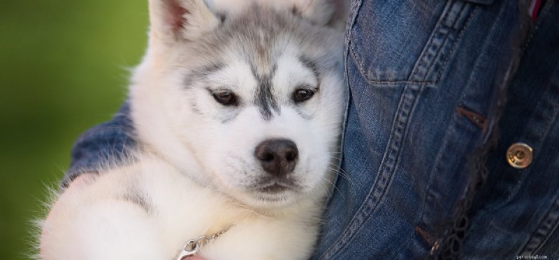 Do Dogs Feel Beautiful? Exploring Canine Perception of Appearance